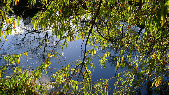 HRS 7744 Autumn leaves Witherslack Mill Pond