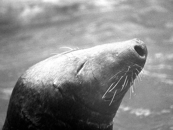 HRS 10879 Oban, Grey Seal 1970s