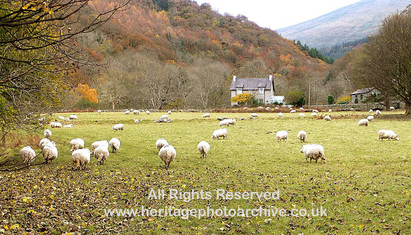HRS 349 Abergwyngregyn autumn colours Nov 2008