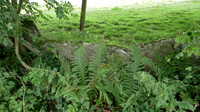 HRS 9545 Jackson Ground area, flag stone wall possibly vaccary L1170978