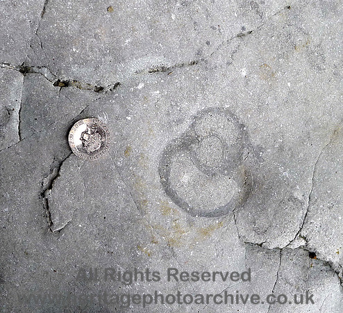 HRS 7062 Bardsea, Sea Wood, fossil coral,  Urswick limestone