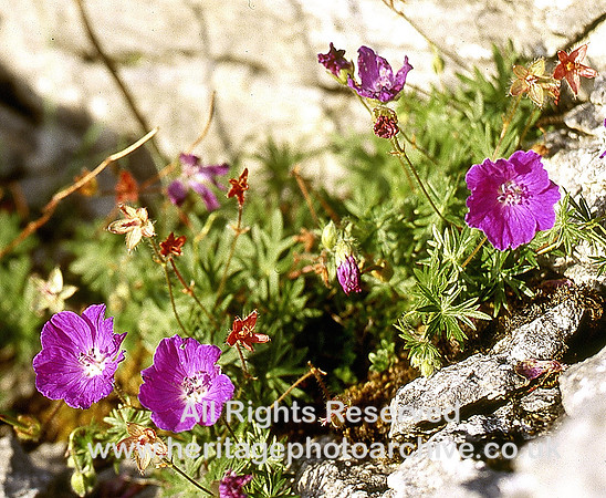 HRS 3444 Ireland, Burren, Bloody Cranesbill on limestone