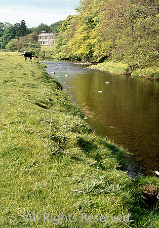 Slaidburn, Cattle near the Hodder 1975