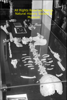 Neolithic female skeleton 'Blodwen'