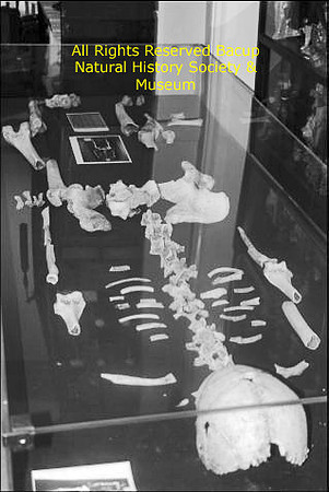 Neolithic female skeleton 'Blodwen'