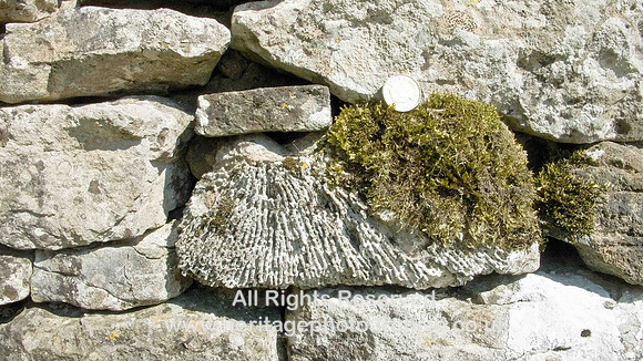 HRS 1376 Carboniferous, Syringopora coral 2011