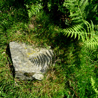 HRS 10580 Skelwith Bridge, Loughrigg in the shadow of a fern