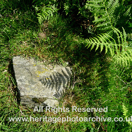 HRS 10580 Skelwith Bridge, Loughrigg in the shadow of a fern