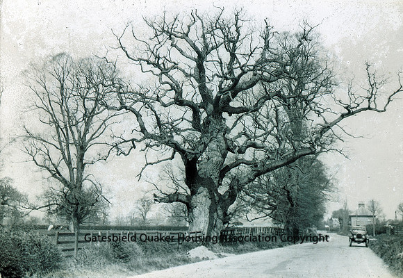 Oak tree country lane and car_042