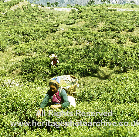 HRS 936 India, Assam, women working in tea gardens 1995