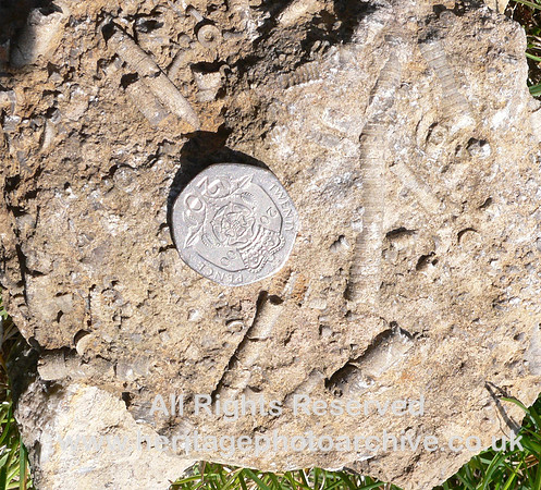 HRS 1559 Carboniferous, Crinoids, ossicles