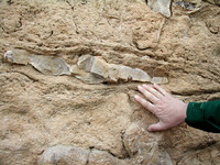 HRS 7590, Halkyn, Pant Quarry chert