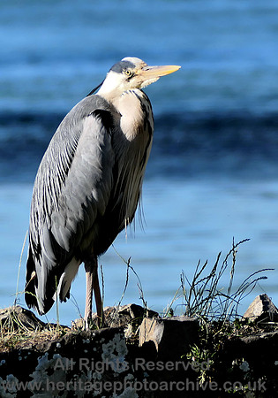 HRS 11127 Conwy, Heron 2022