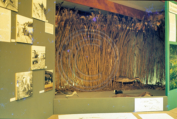 Bird display RSPB