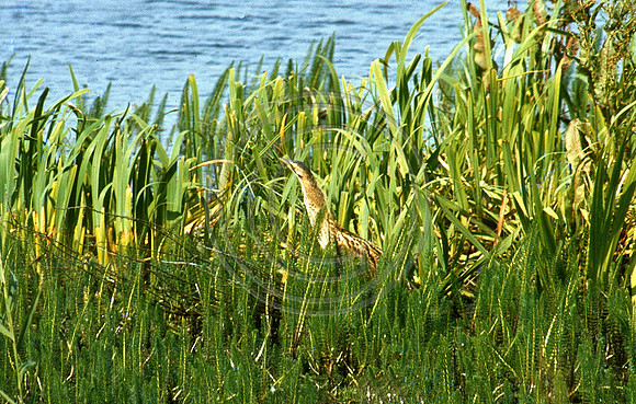 Bittern in the reedbed