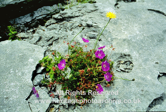 HRS 3442 Ireland,  Burren wild flowers 1994