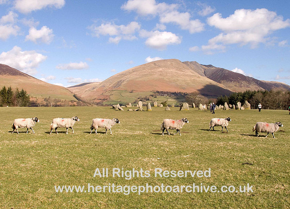 HRS 822 Keswick, Castlerigg Stone Circle, sheep in a line