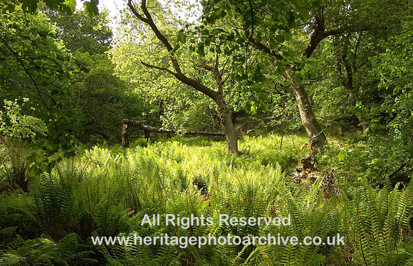 HRS 313 Aber backlit  ferns