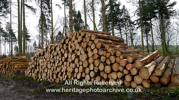 HRS 10775 Cartmel, Storm Arwen clearance log pile 2022