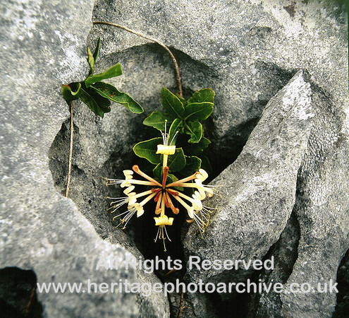 HRS 3446 Ireland, Burren, Honeysuckle family