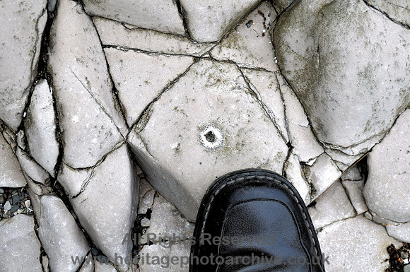 HRS 7053 Bardsea, Sea Wood, Dessicated limestone surface with coral