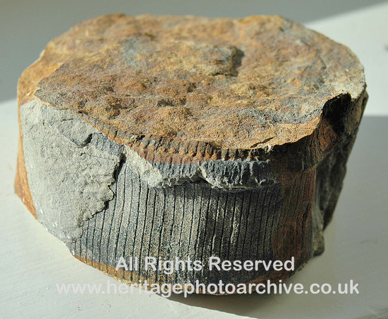 HRS 76 Carboniferous, Calamites Brymbo Wrexham